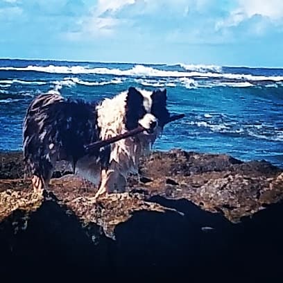 Disa with a stick by the ocean