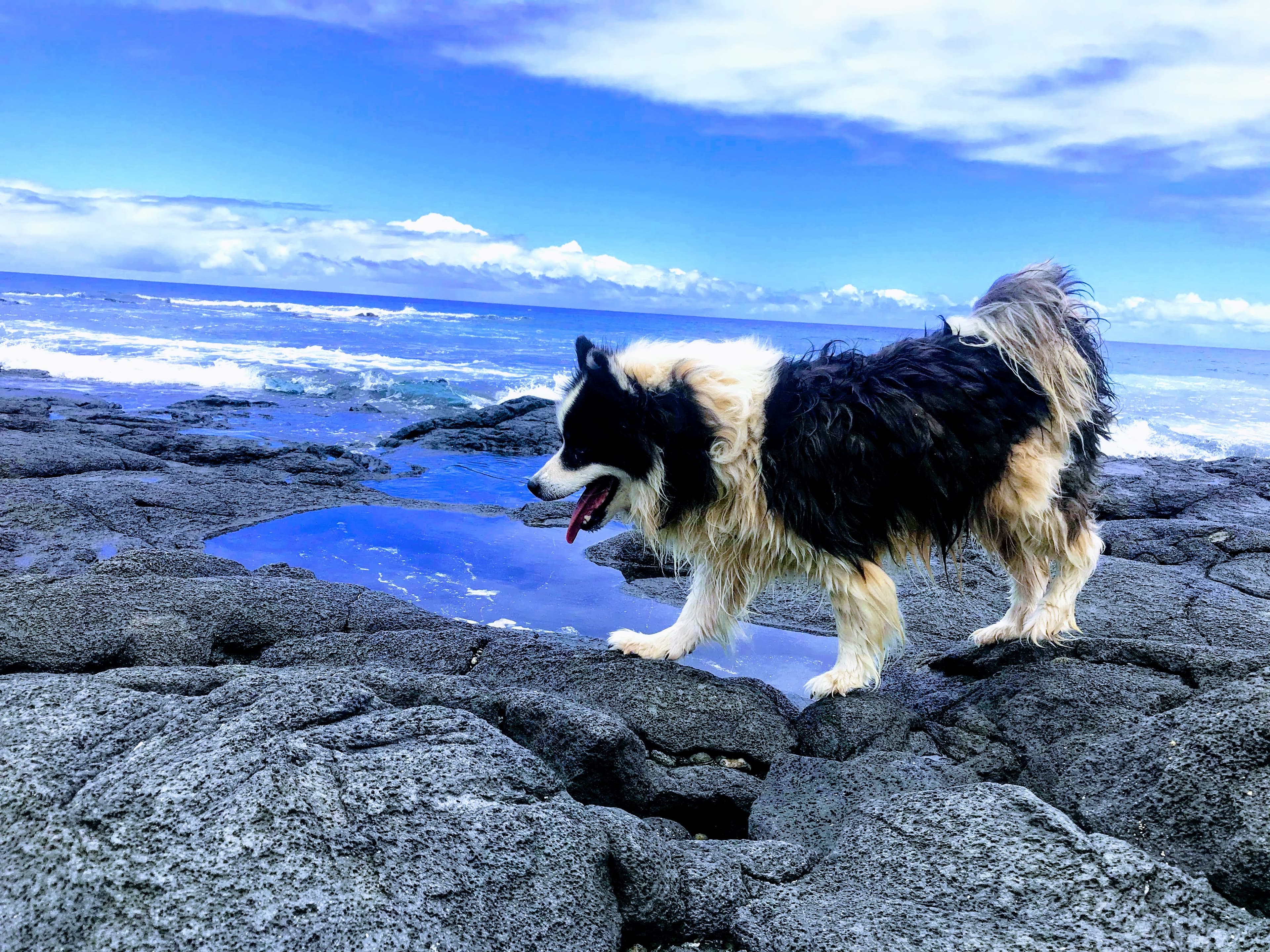 Disa by a tide pool