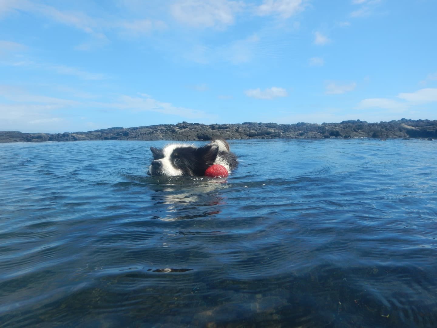 Disa swimming with a red ball