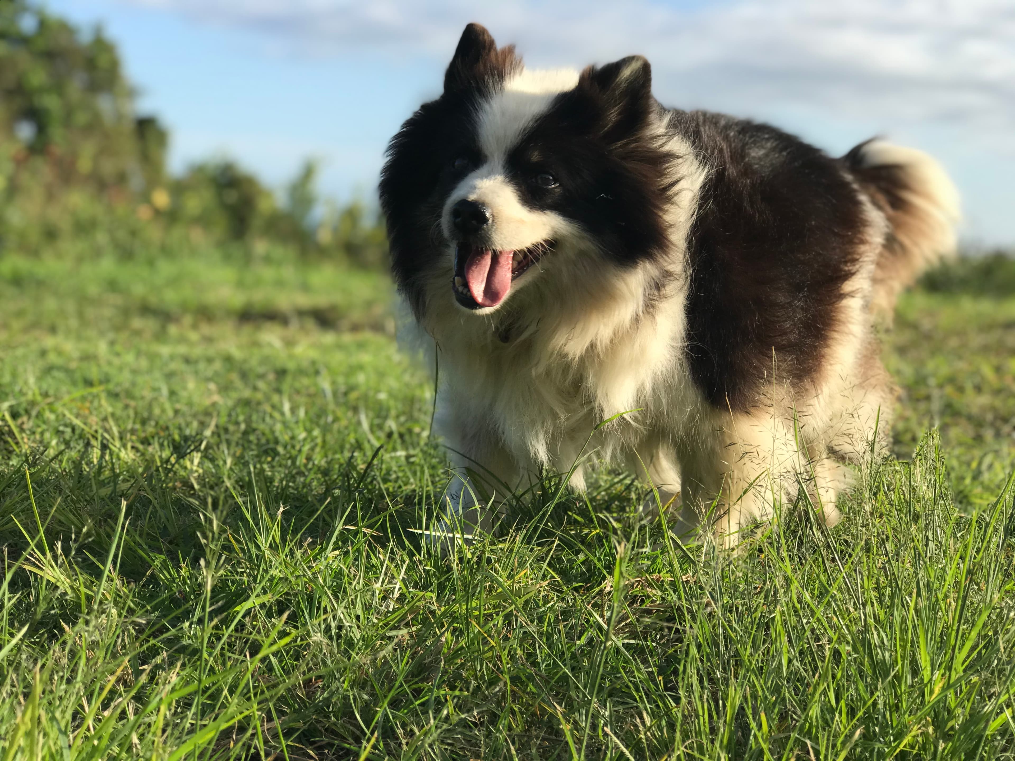 Disa running in grass