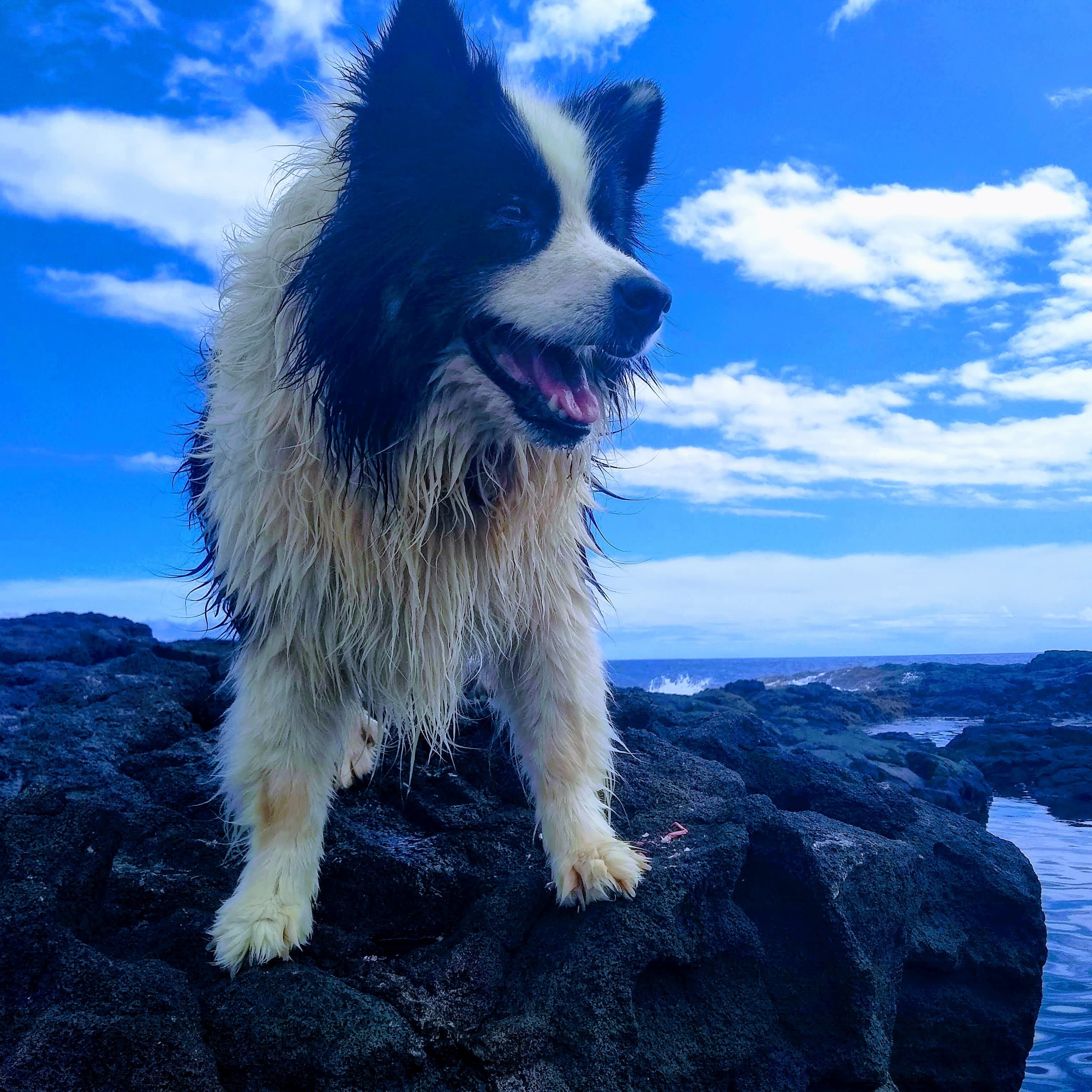 Wet and happy Disa by the ocean