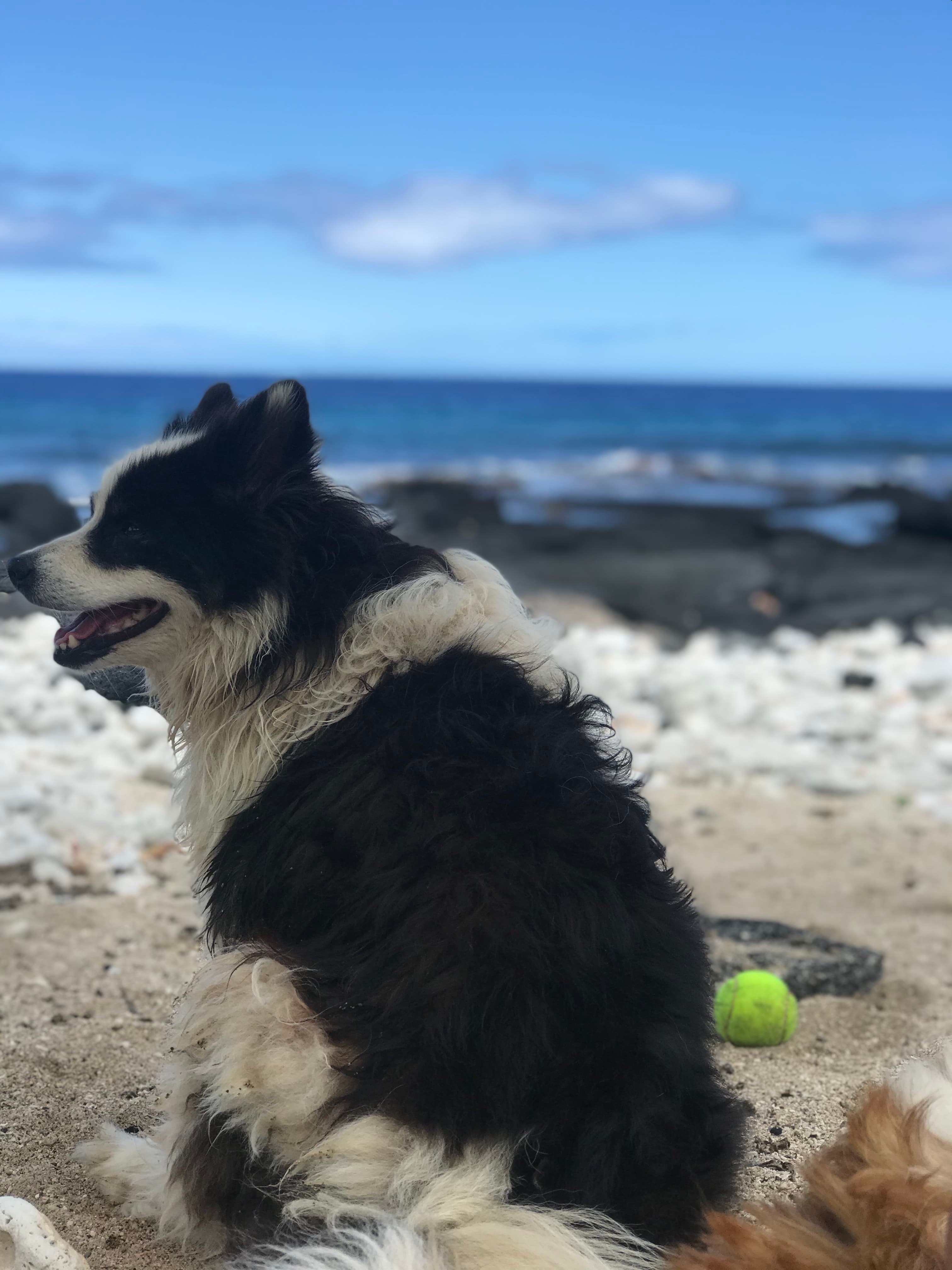 Disa with a tennis ball